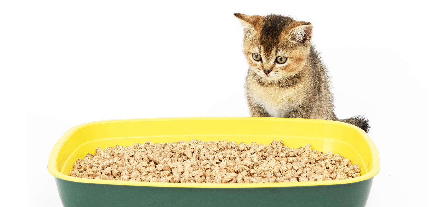 inappropriate elimination in cats