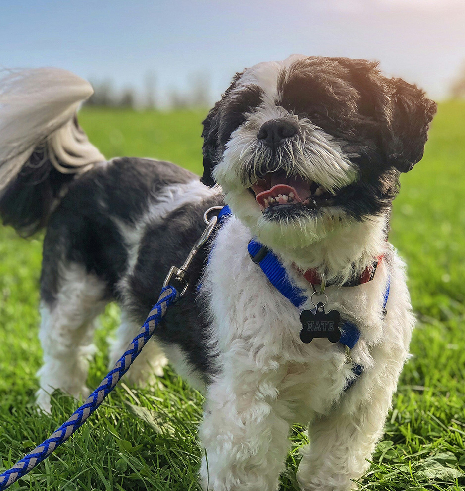 pet shuttle service near me