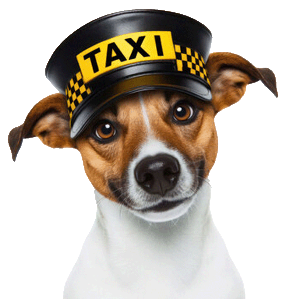Pet taxi service