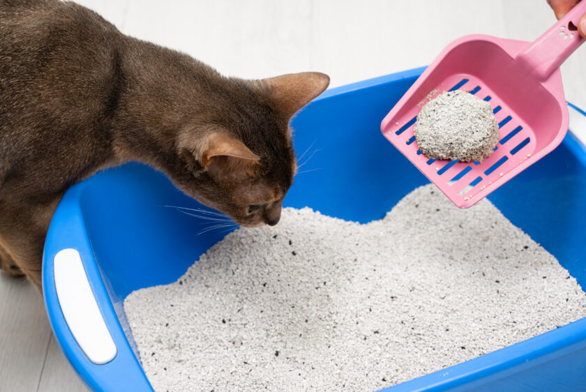 cat litter box cleaning services near me