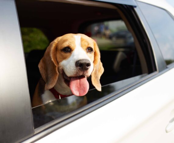 pet shuttle service and pet taxi service