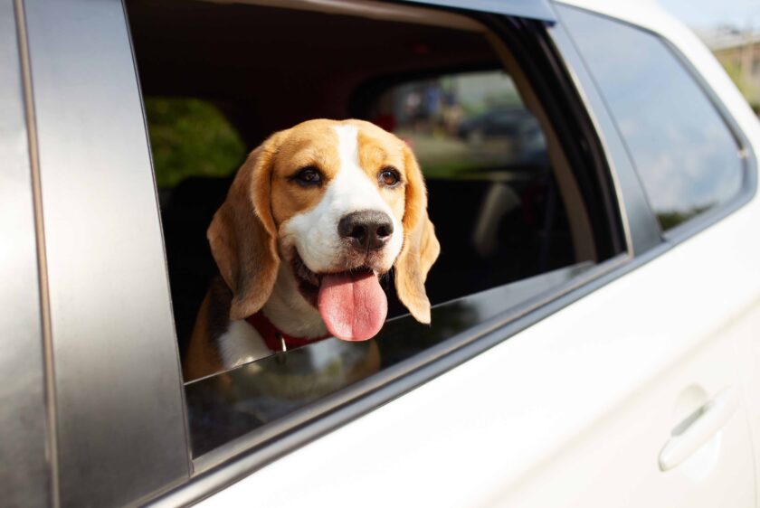 pet shuttle service and pet taxi service