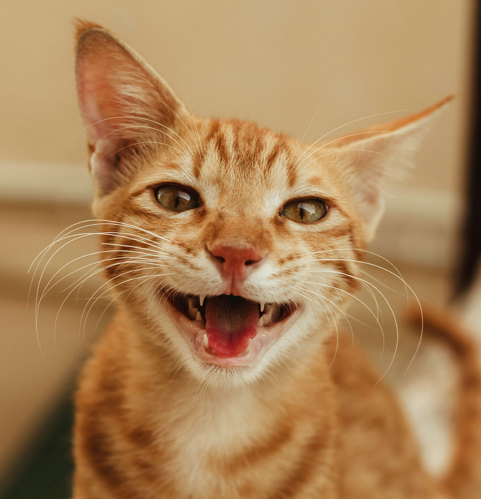 Cat litter box cleaning in Agoura Hills