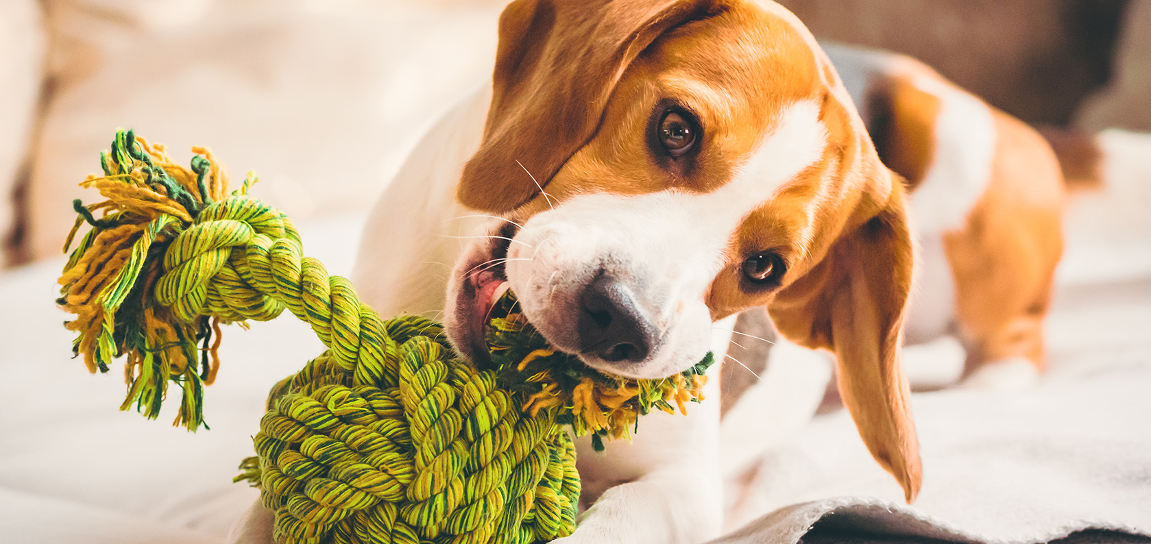 dog-with-rope-toy-on-sofa-excited-about-biting-a-2021-08-28-13-02-31-utc