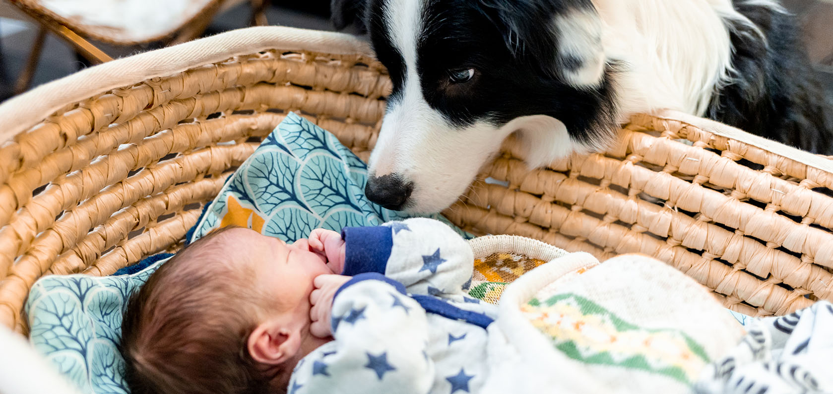 introducing your newborn to your dog
