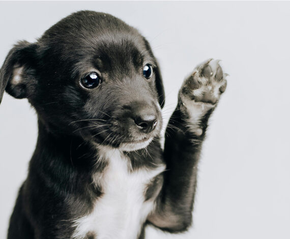 Puppy & Dog Training