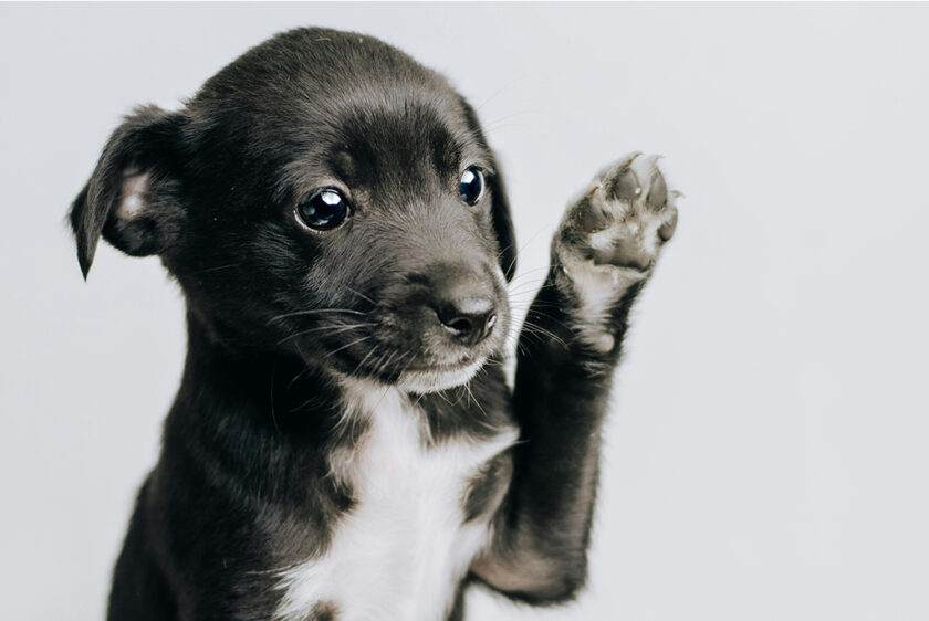 Puppy & Dog Training