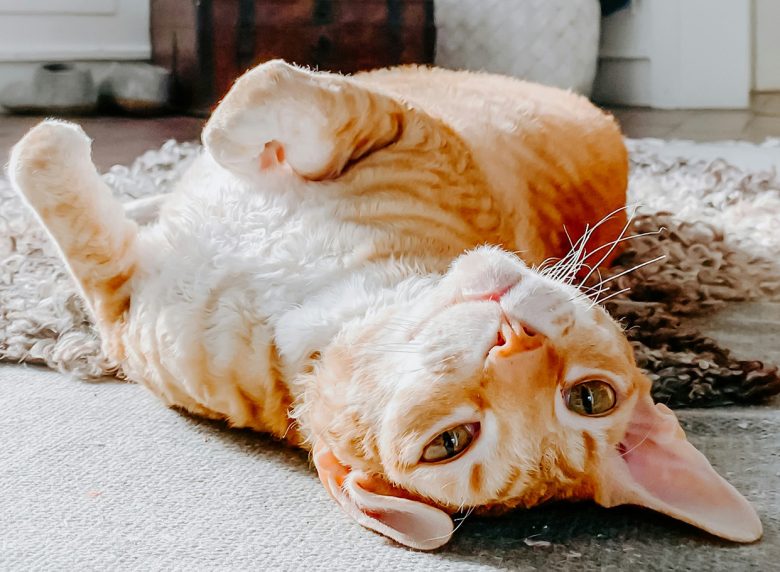 cat-sitting-near-me-malibu