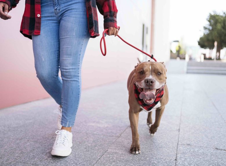 Unrecognized black woman with casual clothes walking her dog in the street and having fun.